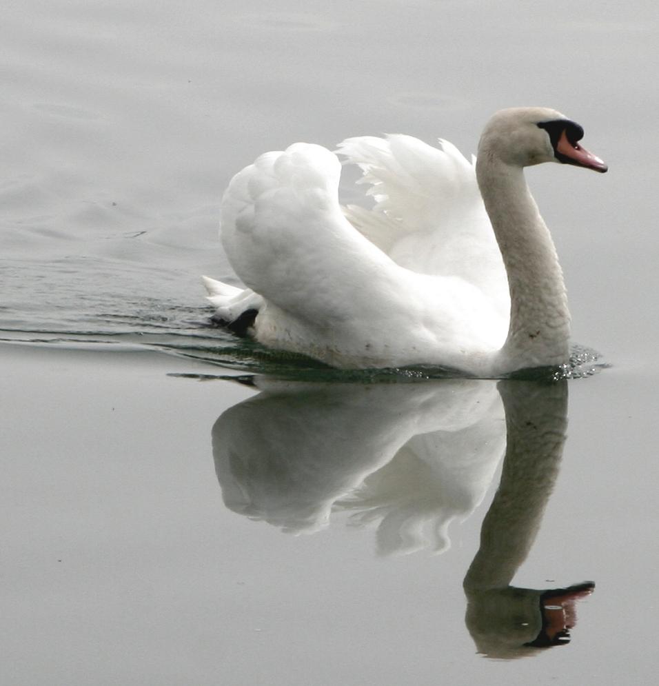 Schwan Schwan