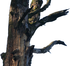 Baum mit Greifästen