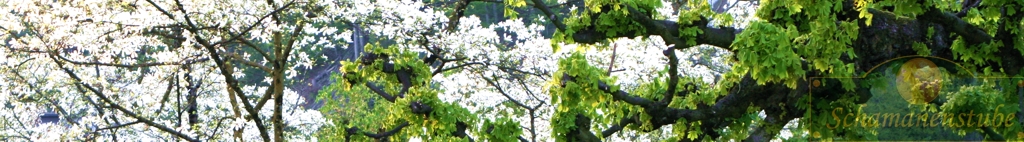 Seelenreiese