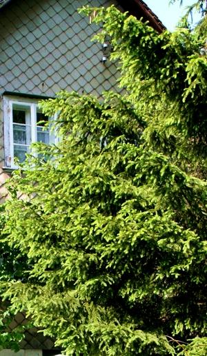 Schamanische Reise in die Tanne