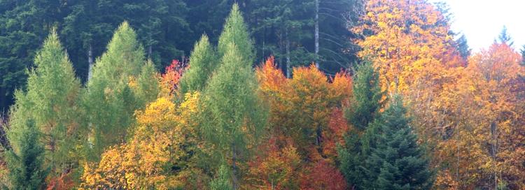 Herbstwald