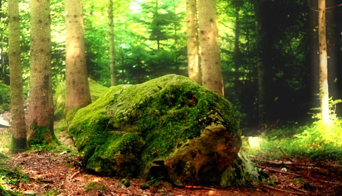Hüter des Waldes - der skeptische Frosch Frosch Stein im Wald