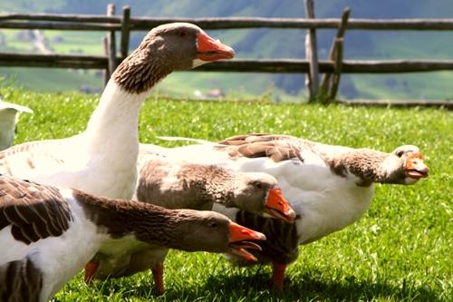 Schnatternde Gänse Gänseschreie